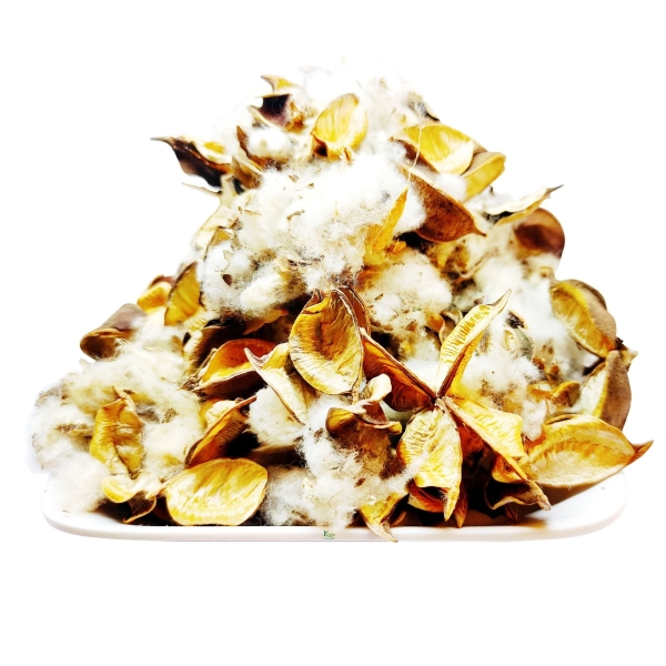 Kapas Mool/Seed Dry Extract