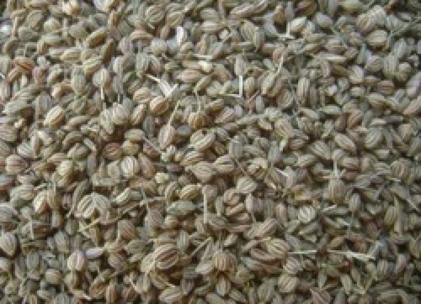Khursani Ajawain Dry Extract
