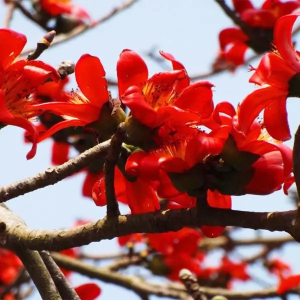 Mochras/Semal Dry Extract