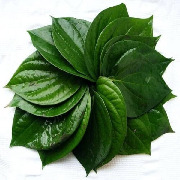 Paan/betel leaf Dry Extract