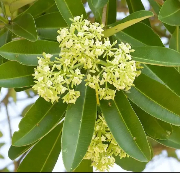 Saptaparni Dry Extract