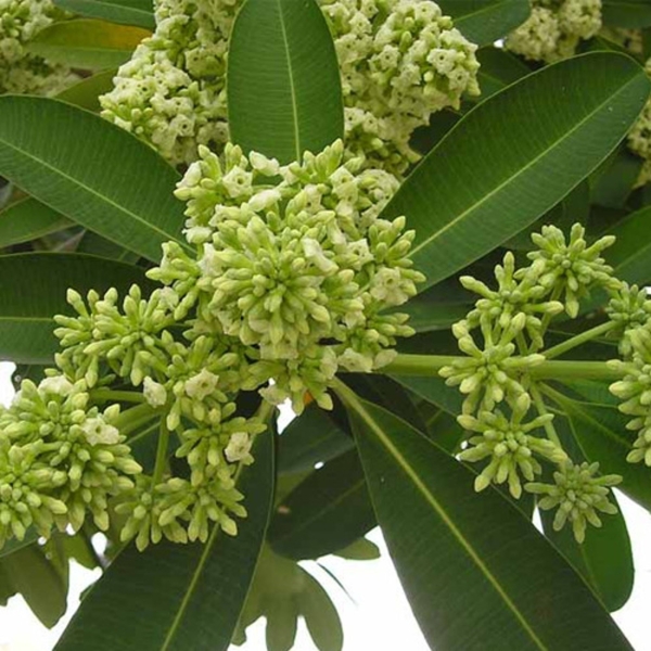 Saptaparni Dry Extract