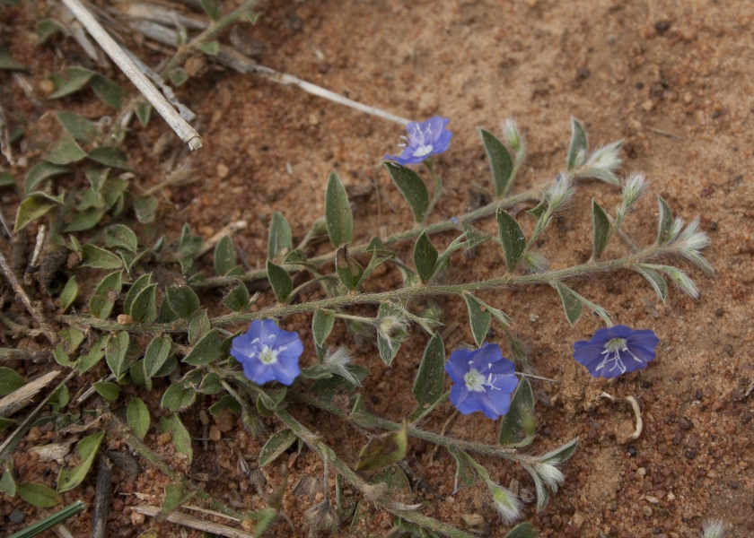 Shankhpushpi Dry Extract