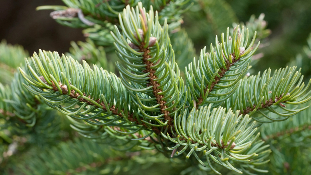 Talish Patra Dry Extract