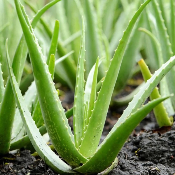 Aloevera