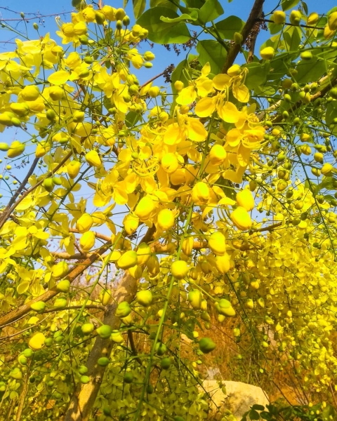 Amaltas