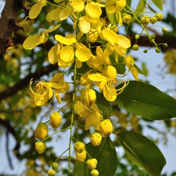 Amaltas