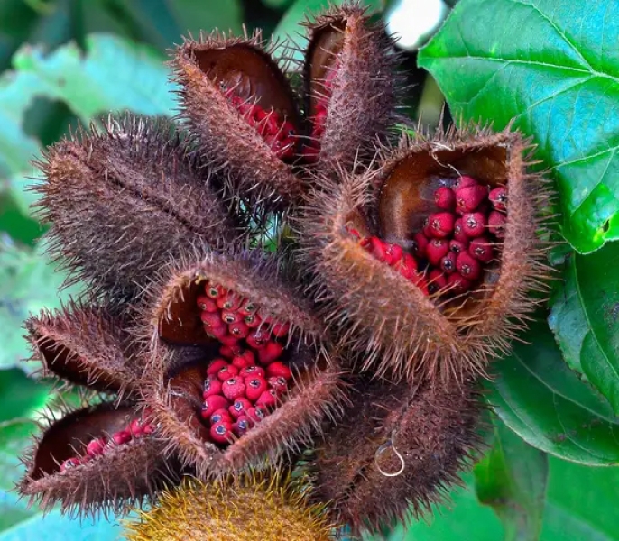 Annatto Seeds