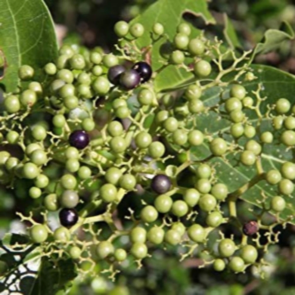 Arni - Agnimantha