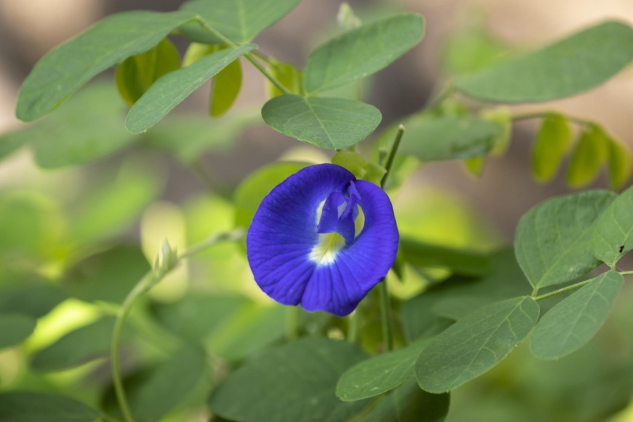 Blue Pea Flower (Aprajita)