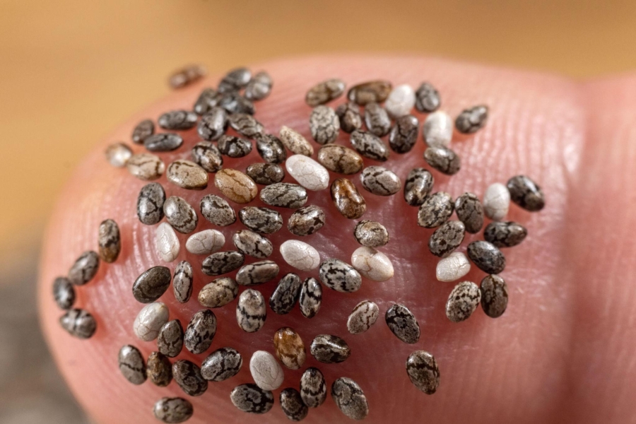 Chia Seeds
