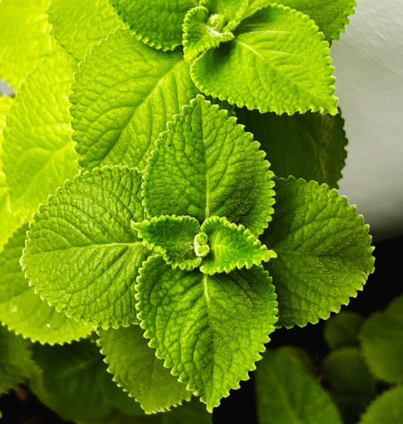 Coleus Pathrachur