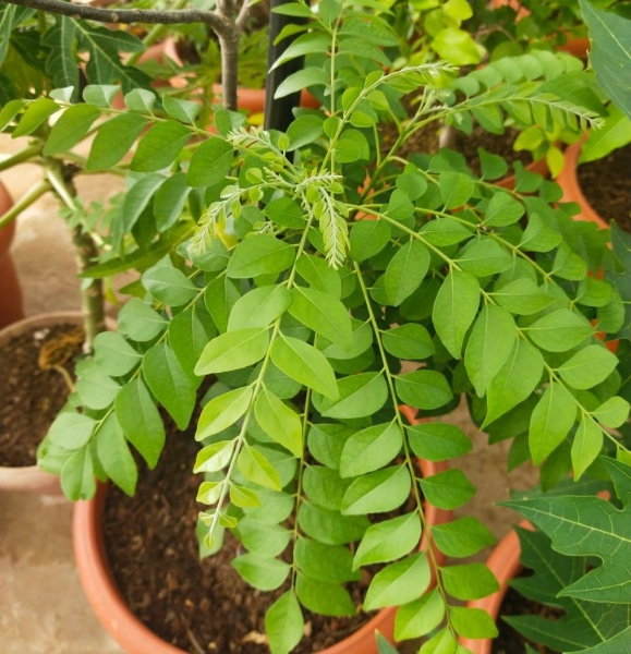 Curry - Kadi Leaves