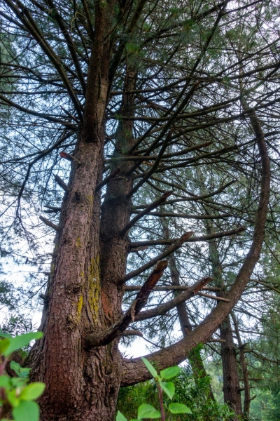 Deodar - Devdaru