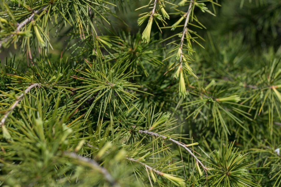 Deodar - Devdaru