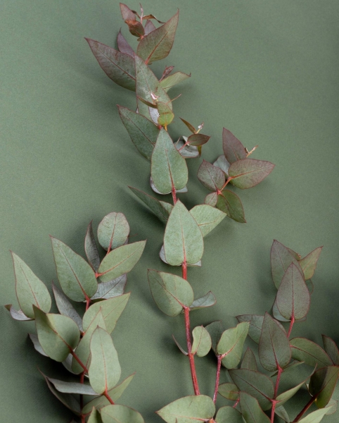 Eucalyptus Leaves