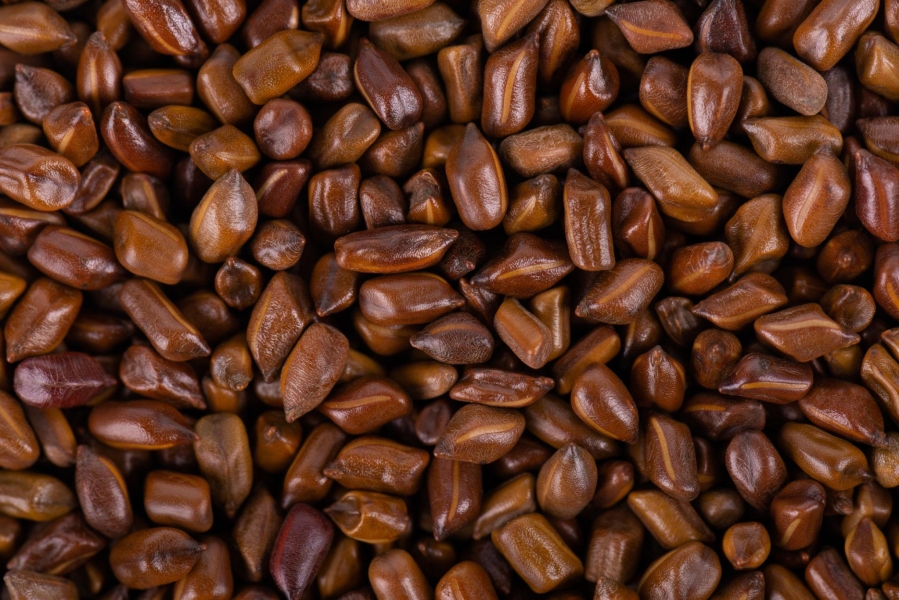 Fuwad Seeds