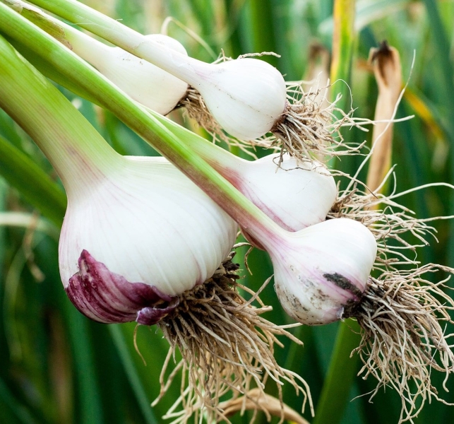 Garlic