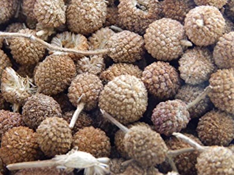 Gorakhmundi