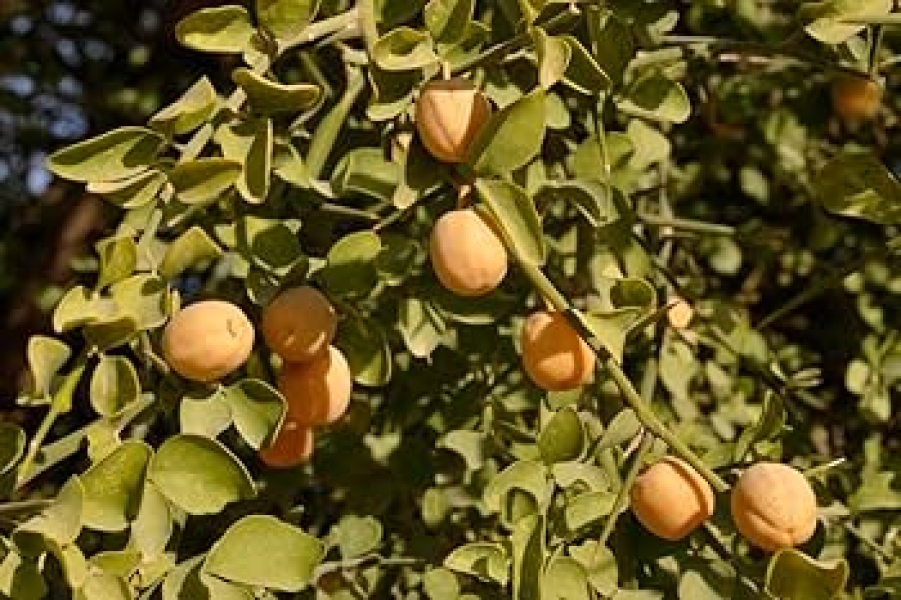 Hingot-Hingan - Angavriksha