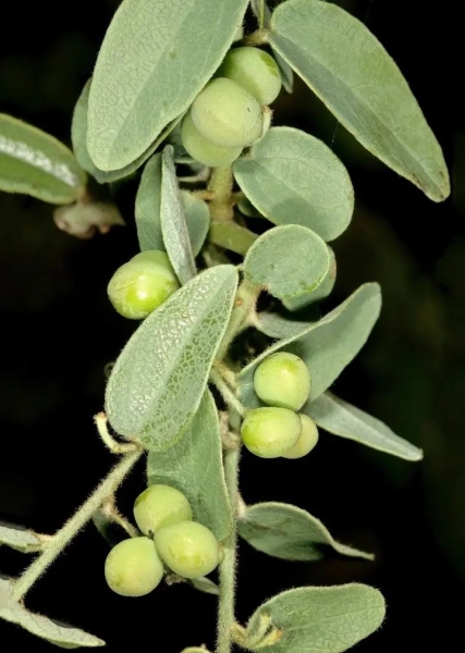 Jal Jamni