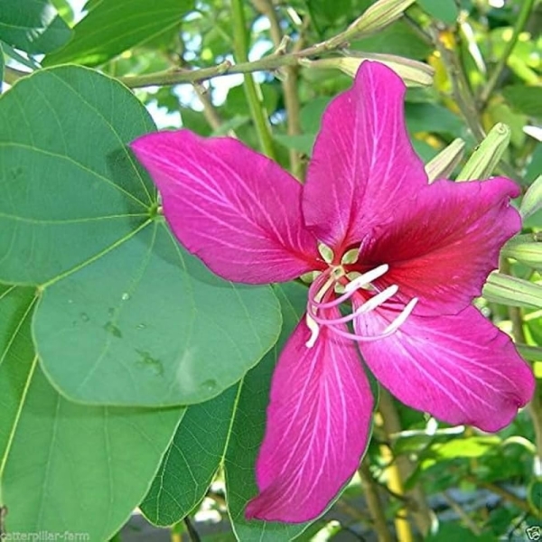 Kachnar