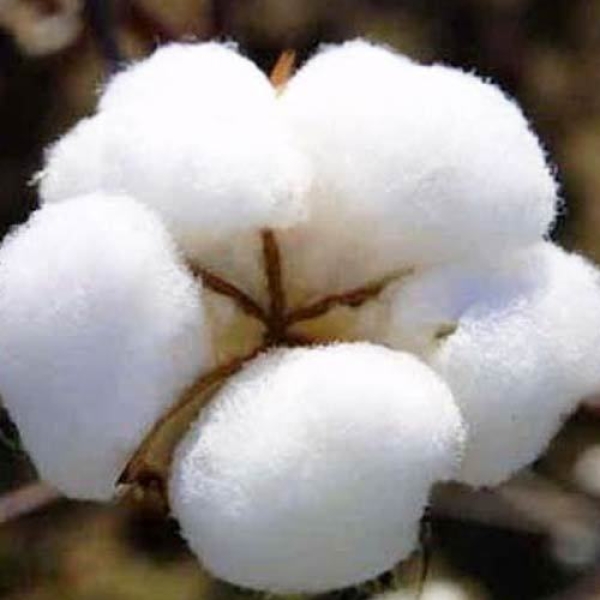 Kapas - Cotton