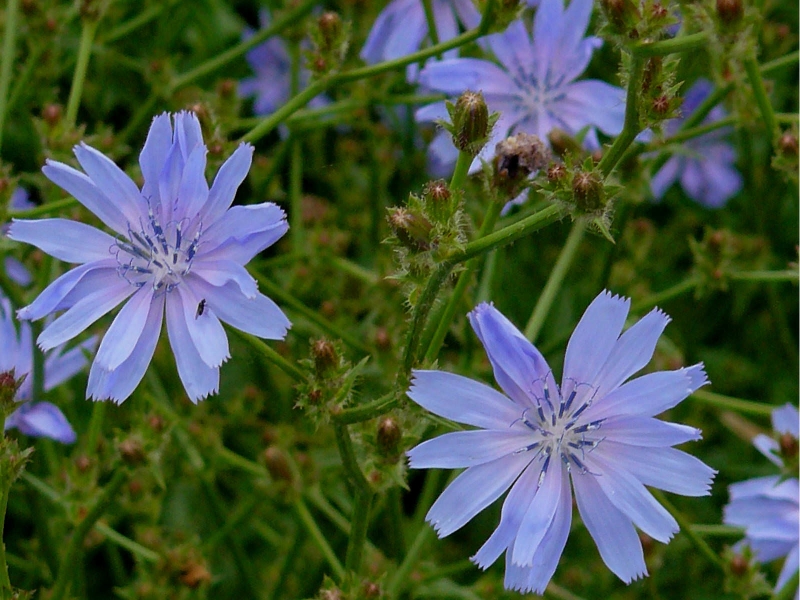 Kasni - Chicory