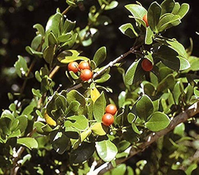 Kuchila Poison Nut