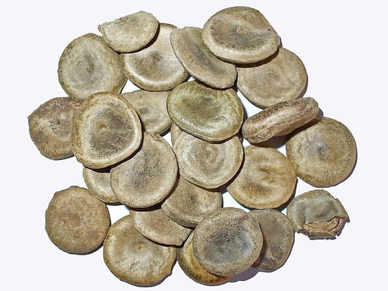 Kuchila Poison Nut
