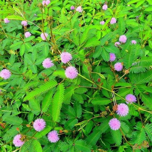 Lajwanti - Lajjalu