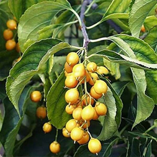 Malkangani
