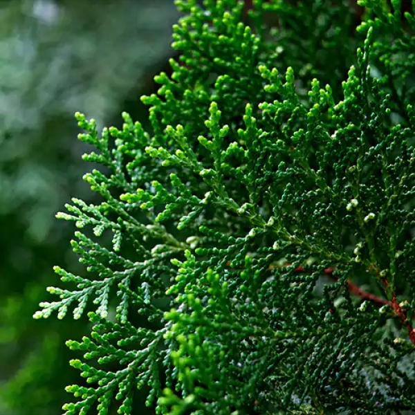 Morpankhi - Vidya - Thuja