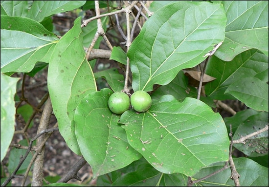 Nirmali - Clearing Nut