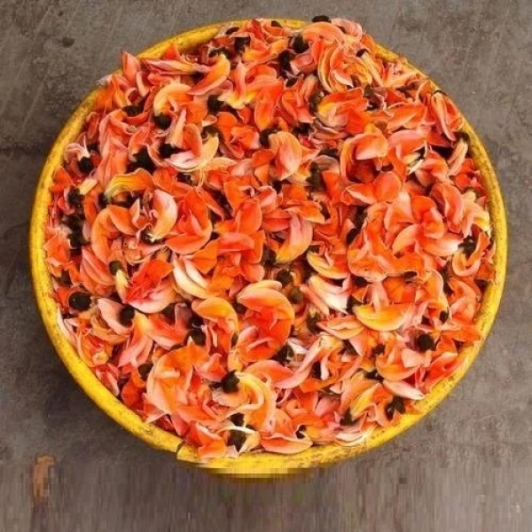 Palash - Tesu