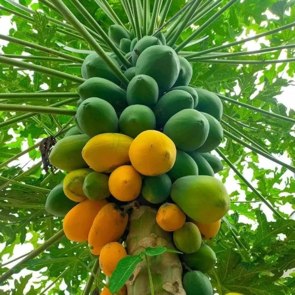 Papaya Papita