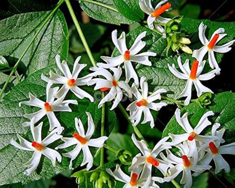 Parijat - Harsingar