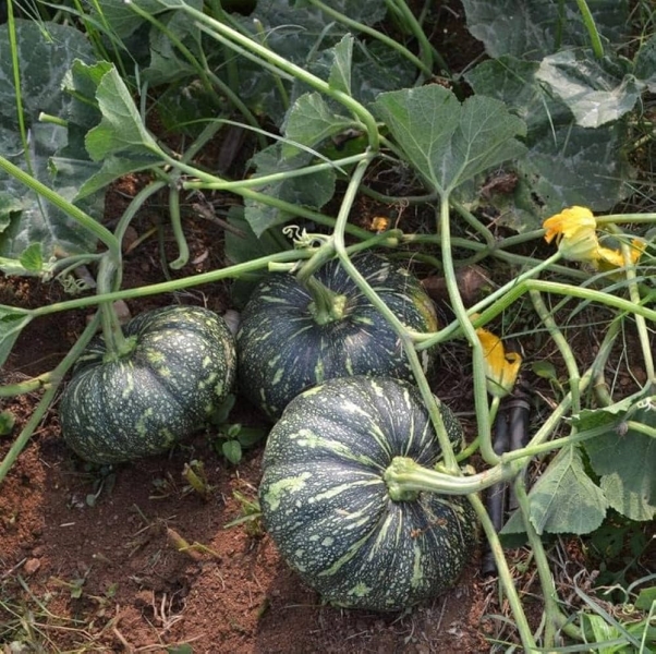 Pumpkin - Kaddu