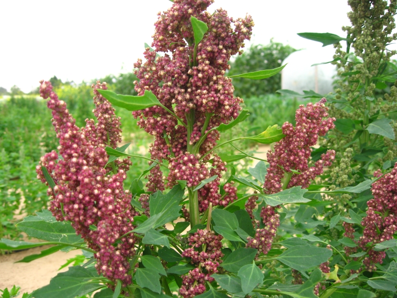 Quinoa