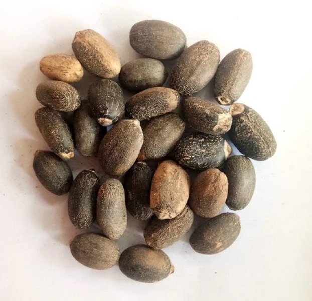 Ratanjot Jatropha