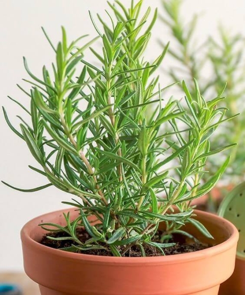 Rosemary