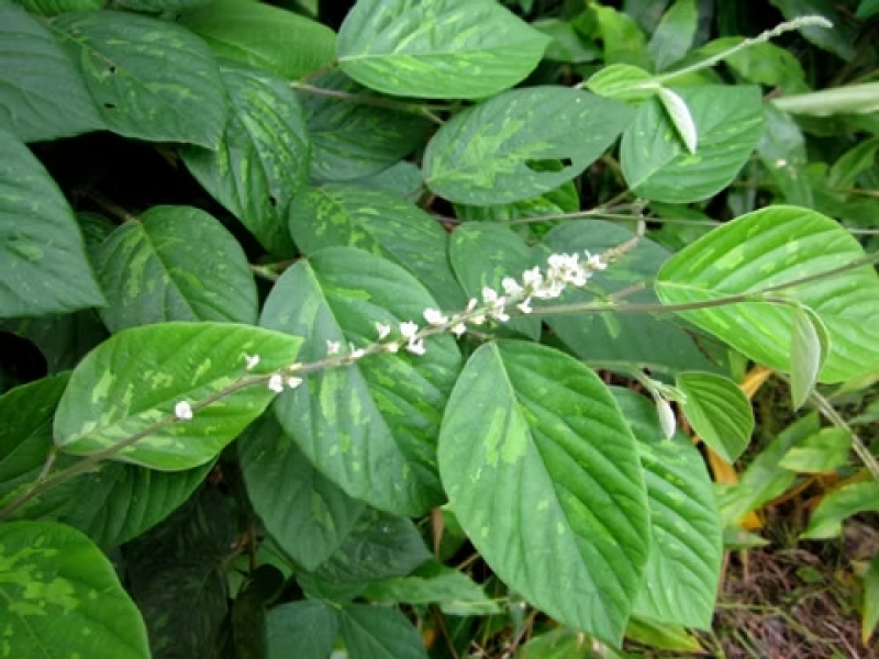Salparni