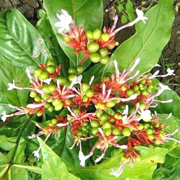 Sarpagandha