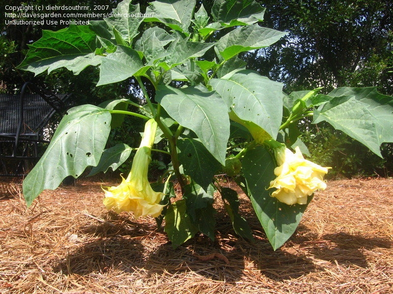 Satyanashi - Yellow Datura