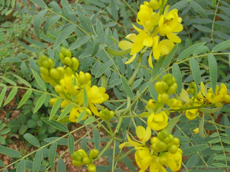 Senna - Sanai
