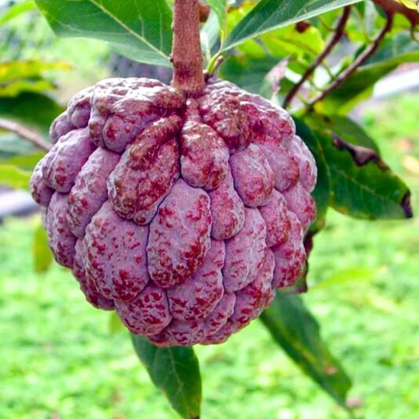 Sitaphal - Custard Apple