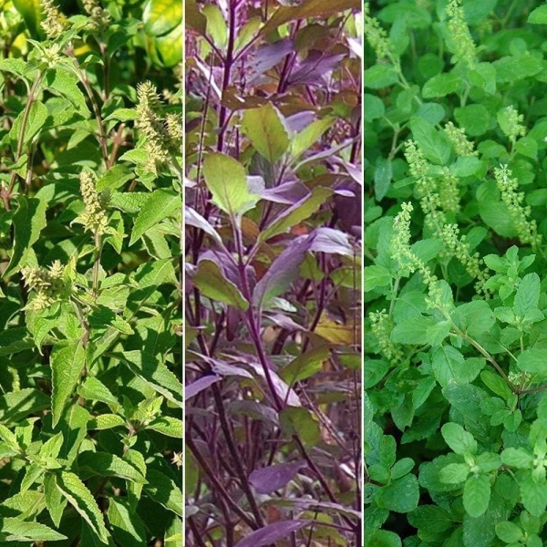 Tulsi Rama, Shyama, Vana