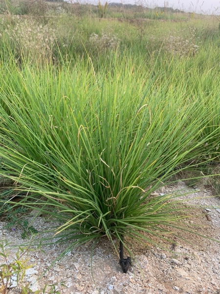 Vettiver Khus Grass